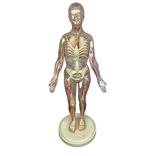 1960s The Visible Woman Human Anatomy Assembly Kit