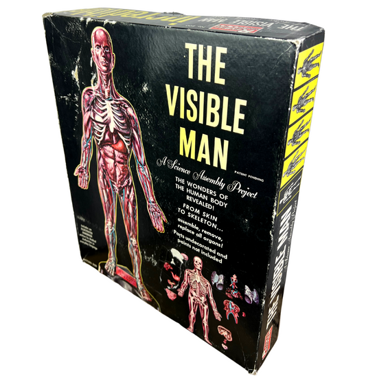 1960s The Visible Man Human Anatomy Assembly Kit