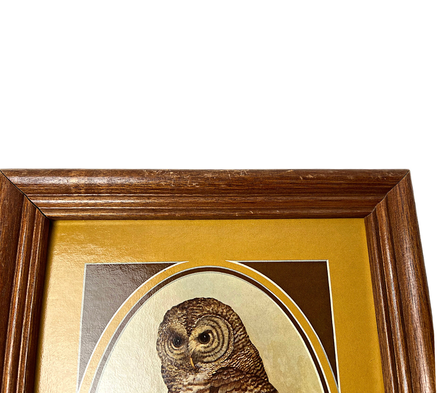 80’s Retro Barred & Barn Owls Framed Set of 2 Prints 14” x 11”